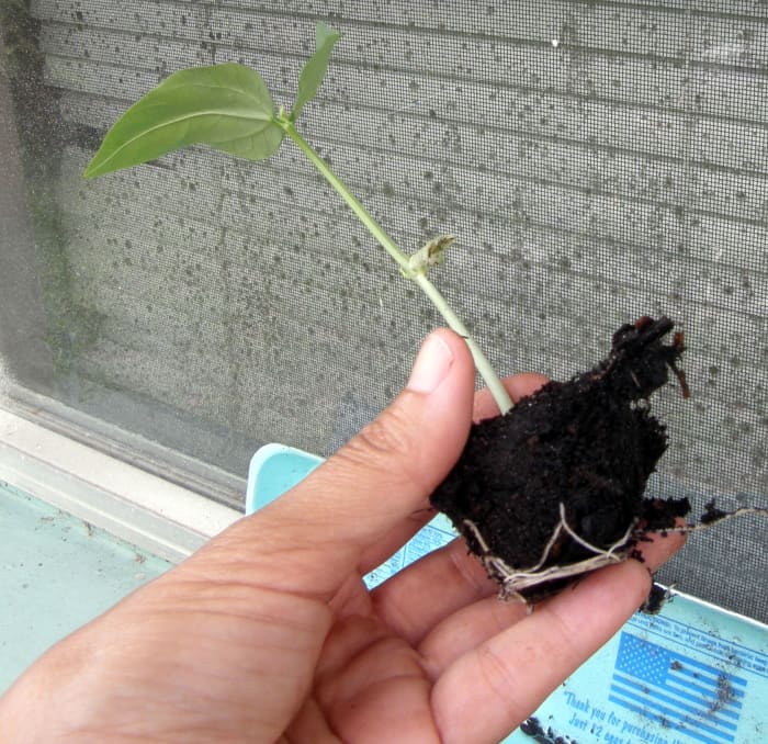 After about 5 days after germination, the seedlings are ready for transplanting. You could wait for the cotyledon to develop, but it's not necessary. Once I put the seedlings in the ground, they really took off.