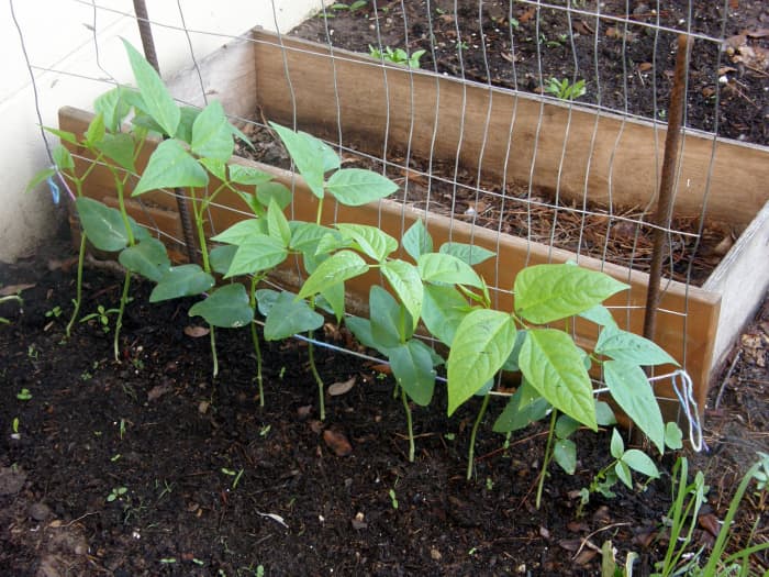 Help the seedlings find the trellis, by positioning them. Soon they will be able to climb with no help.