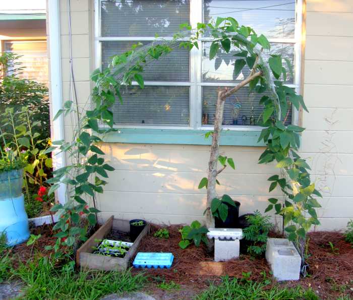 How to Plant Asparagus Beans From Seed to Harvest Dengarden