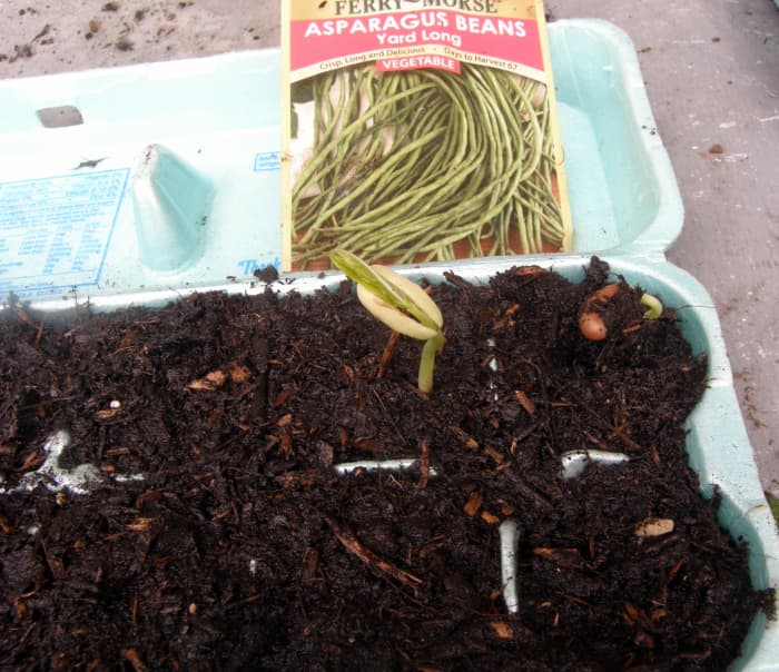 I used recycled egg cartons as seedling starters. They sprouted very quickly, in just two days.