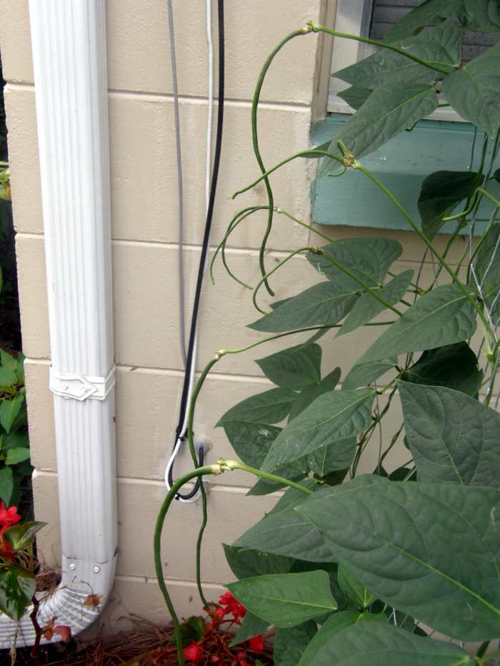 How to Plant Asparagus Beans From Seed to Harvest Dengarden