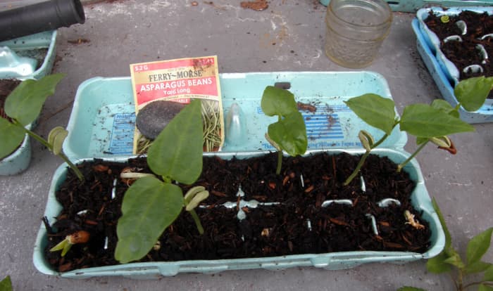 The soil type did not matter, which shows that asparagus beans are not very picky about the soil that they are planted in.