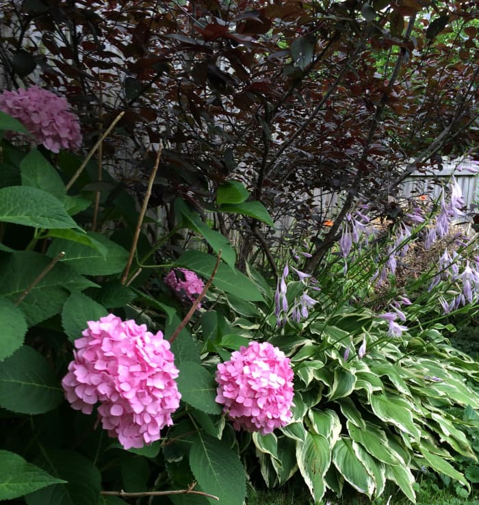 Hydrangea and hostas grow in the yard, away from the house, protected from wind and shaded from sun by a fence.