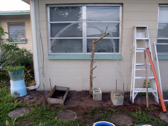 I used some heavy duty wire fencing and rebar to build the trellis. I also put in a tree branch, as I was not sure just how heavy the vines would become. One plant was also planted at the base of the branch.
