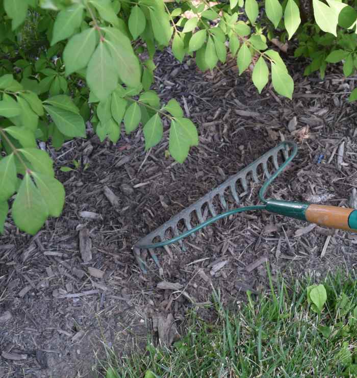 Mulch vs. Ground Cover Which Should I Use? Dengarden