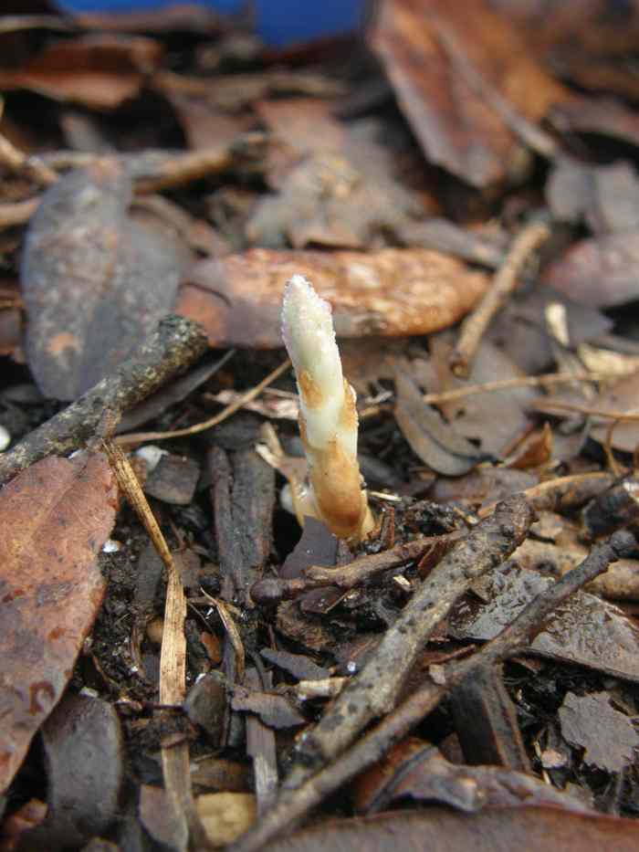 How to Plant TwoYearOld Asparagus Crowns in Containers Dengarden