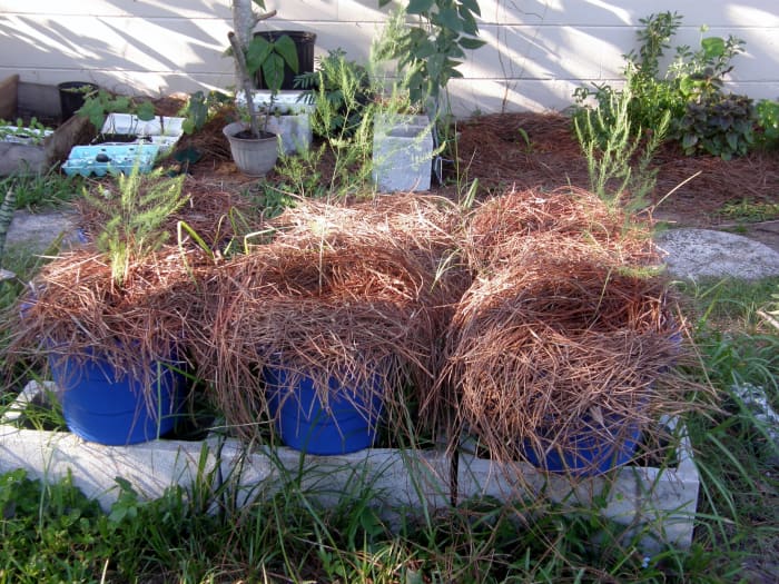Two year old crowns produce spears that open on the top and resemble an eye-appealing fern but are not edible.