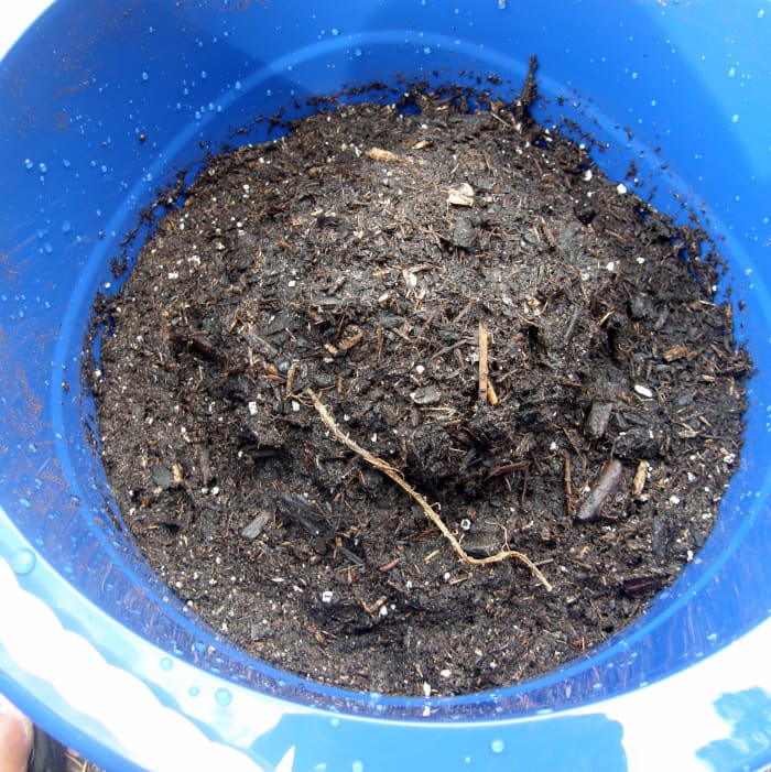 Asparagus should be planted in early to mid-spring. Place your container in a spot that gets an average of eight hours of sunshine and fill it with a quality organic potting soil a few scoops at a time until you've reached a depth of about 6 1/2-in
