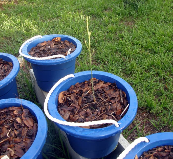 These will be allowed t go to fern until the next Spring when I should get the first crop.