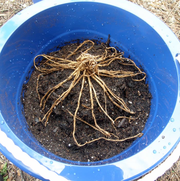 How to Plant Two-Year-Old Asparagus Crowns in Containers ...