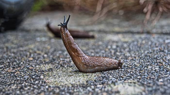 Slugs are a common source of food for garter snakes. Beat them to the punch and eat the slugs yourself.