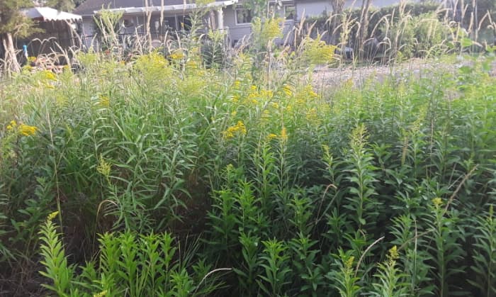 Leaving a part of your property wild, like this patch behind my house, encourages diversity which helps keep any potential plague in check.