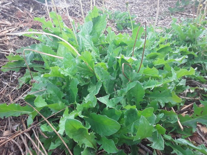 This dandelion looks like a salad already! Mix it with more mild greens for a tasty side. Lemon juice mellows the bitterness somewhat.