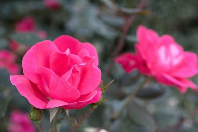 Growing and Caring for Knock Out Roses - Dengarden