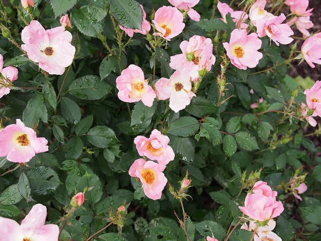 Growing And Caring For Knock Out Roses Dengarden 