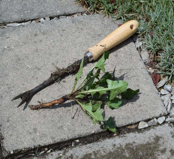 Dandelion weeder and the hapless dandelion. All of the long root (taproot) needs to come out or it will grow back.