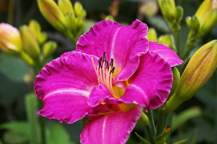 Easy Rewarding Daylilies To Grow - Dengarden