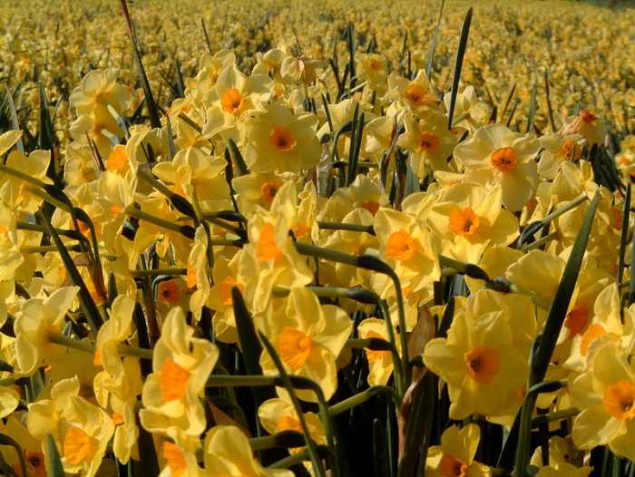 What Are the Differences Between Daffodils, Narcissus, and Jonquils