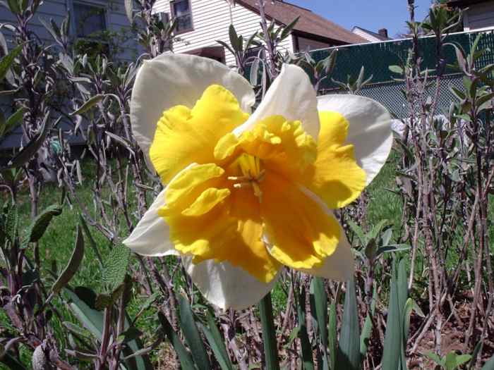 What Are the Differences Between Daffodils, Narcissus, and Jonquils