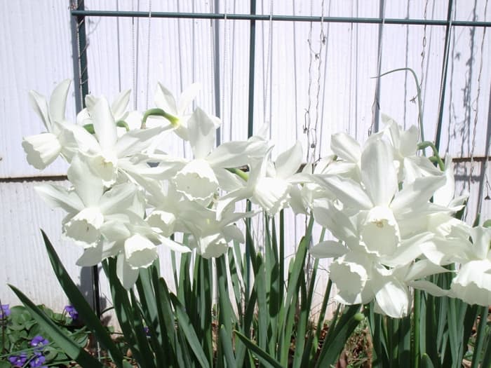 Thalia, an heirloom Triandrus daffodil growing in front of my shed. It is one of the few scented daffodils.