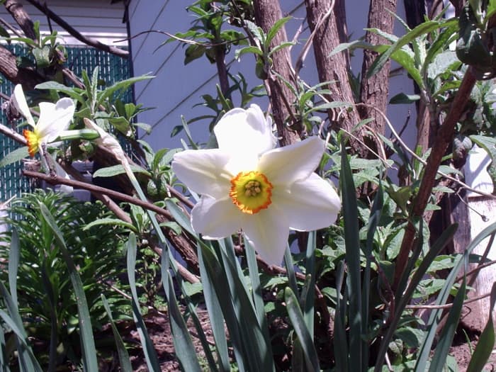 My favorite daffodils, the Poet's Daffodil. The cup is tiny and rimmed with orange. They bloom in late spring.