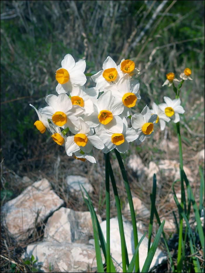 Tazetta daffodils are often forced indoors to provide color and scent during the winter.