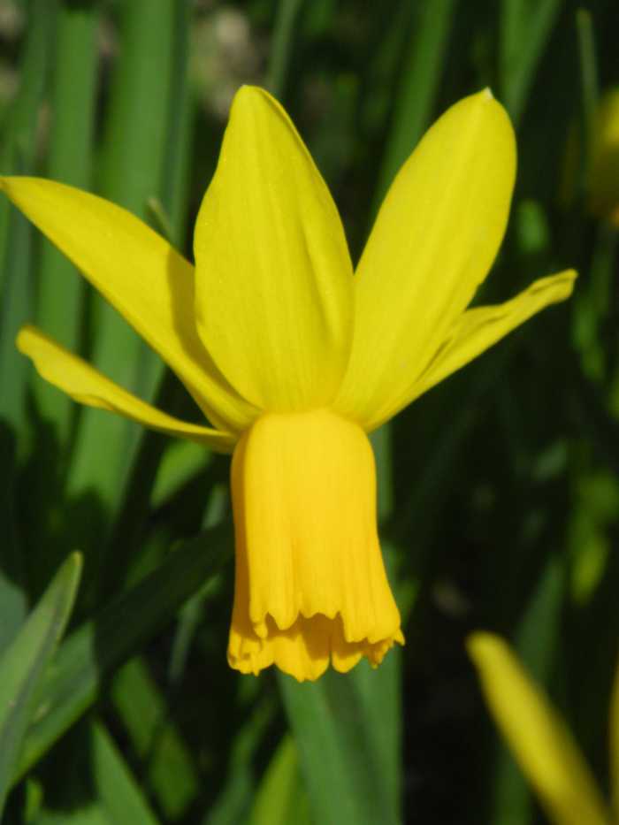 What Are the Differences Between Daffodils, Narcissus, and Jonquils