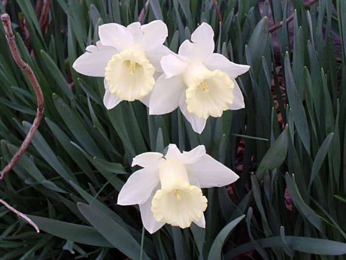 Daffodils are extremely long-lived. These daffodils came with the my house when I bought it. I don't know when they were planted, but they were still going strong when I sold the house 17 years later.