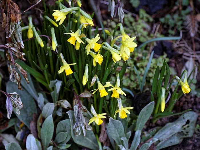 Tete-a-Tete, a miniature daffodil. This is another one that would be suitable for a rock garden.
