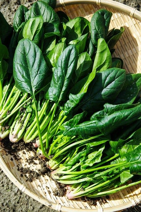 Baby spinach is a treat in the garden. It is easy to harvest spinach once it's reached full maturity in winter. Pests do not like the cold.