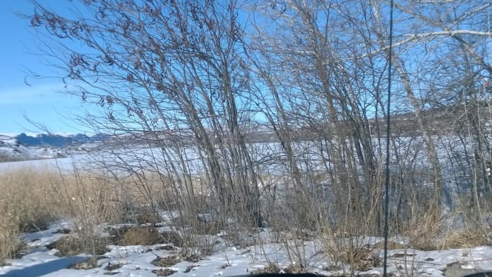These tree saplings and other indigenous plant life take advantage of nature's own reseeding techniques.