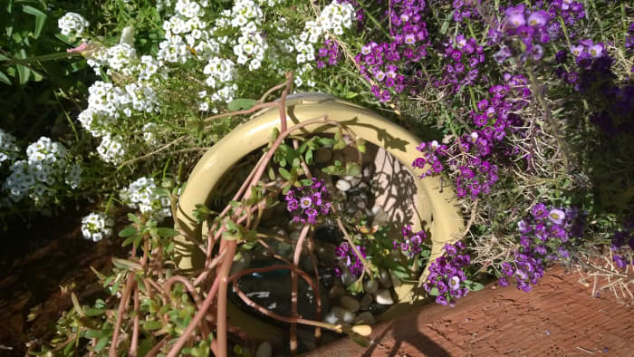 Alyssum, a delicate looking annual, will reseed if left in place over the winter. Seedlings resemble wide-bladed grass until they get to be a couple of inches high. When in doubt, let the seedlings grow for a couple of weeks to a month before pulling