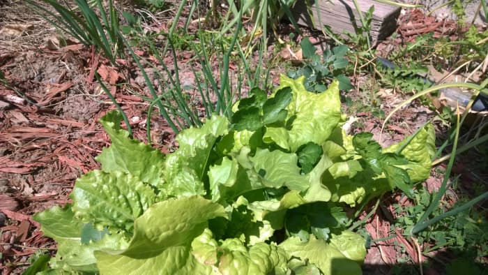 Leaf lettuce can add texture and bright color pops to any landscape. When left to go to seed, the lettuce plants grow to a height of around two feet. Onions also drop their seeds for germination in the spring.