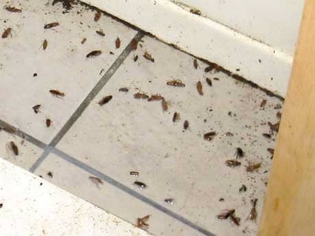 Roaches are a nuisance, but with these tips and tricks, you should be able to eliminate them in no time!