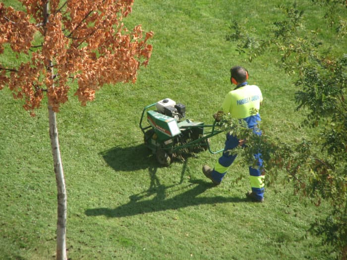 Landscapers use power aerators to poke holes in large lawns. This cuts channels through roots intertwined at the surface, allowing for winter rains to sink through into the earth.