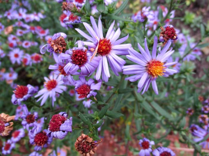 These are the asters I used to spot in open fields and roadsides