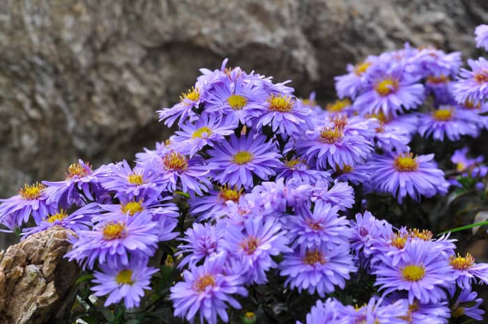 Asters enjoy nestling among rocks and make great rock garden additions