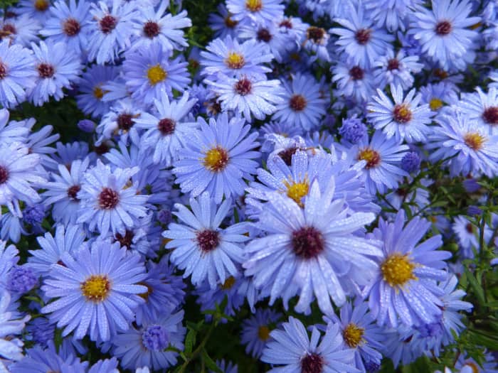 'King George' found in the sub group Aster amellus are light blue asters. Blue is a rare color in flowers.