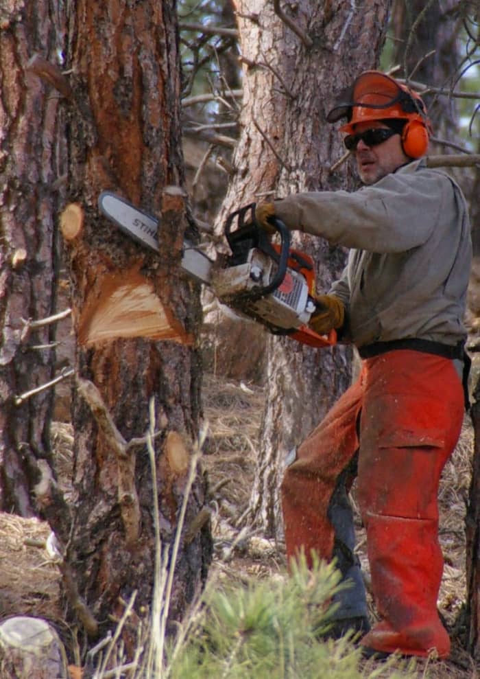 Man in safety gear using chainsaw--note that his visor is protecting his helmet, not his face, however!