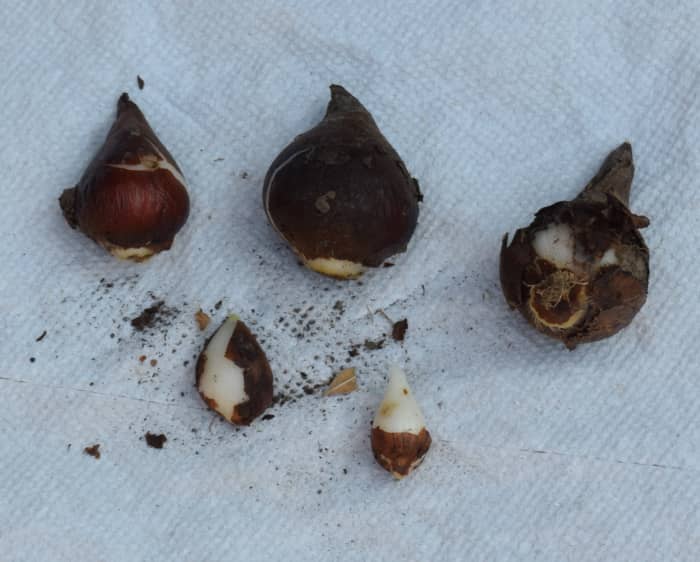 Five tulip bulbs large and small. The bottom of the bulb is wider than the top. Can you see the yellowish roots on the bulb located on the far right?