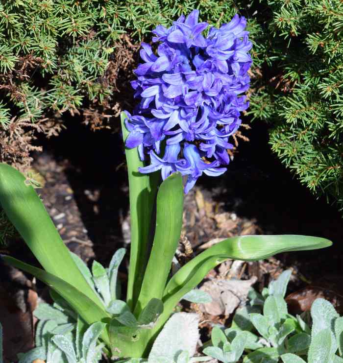 4 Easy Steps to Plant a Flower Bulb Dengarden