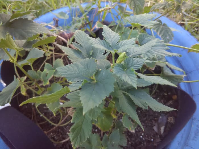 Magnum Hops plant growing in Florida (zone 9b)