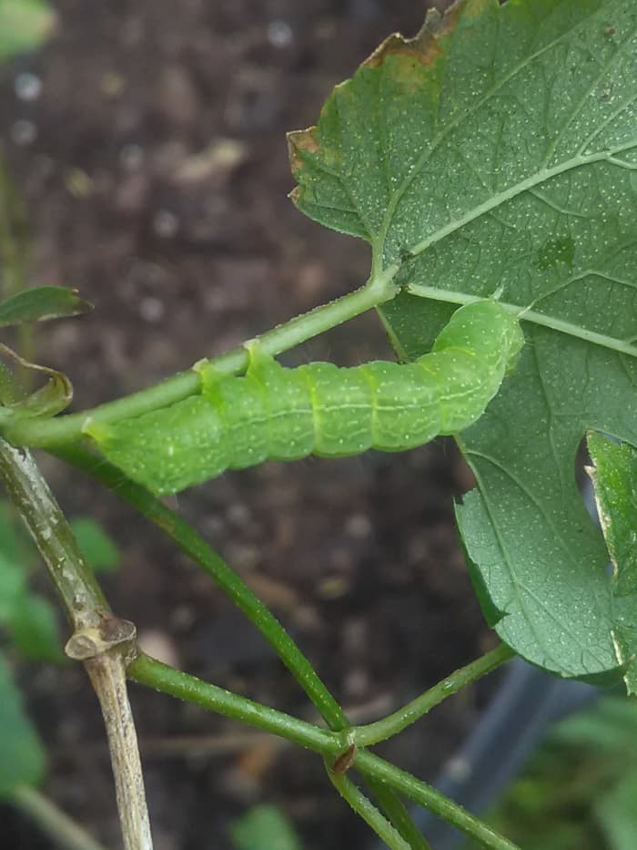 Green armyworm on Cascade Hops plant in Florida (zone 9b)