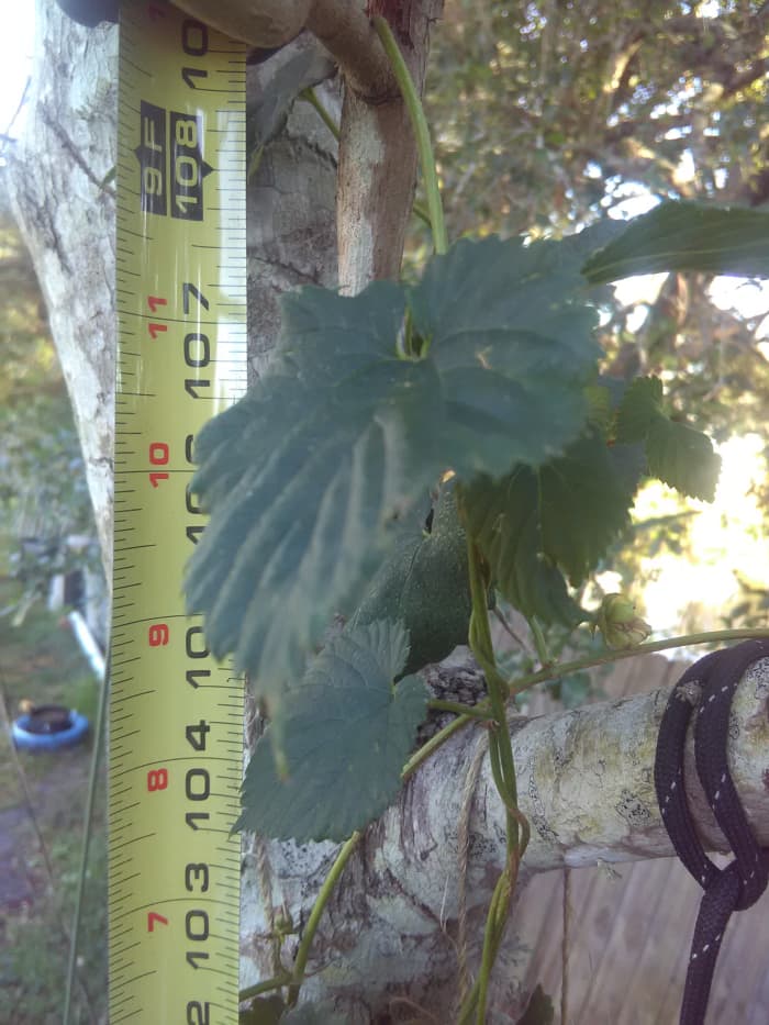 9 ft tall Crystal Hops plant purchased from Great Lakes Hops in Florida (zone 9b)