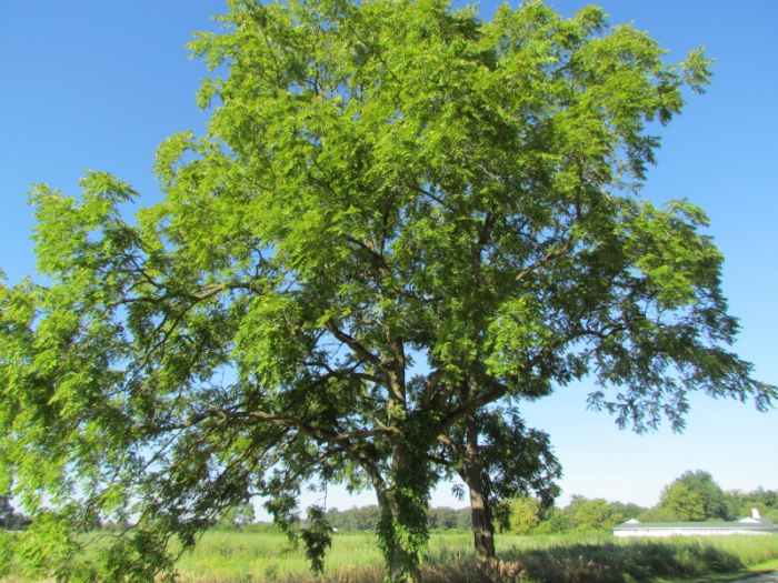 Toxicity of Black Walnut Trees in Ohio Dengarden