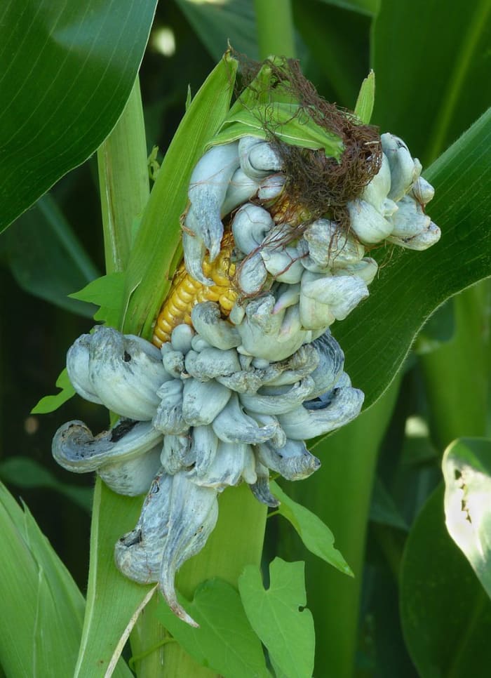 Fuliggine di mais immaturo. Le galle sono ancora bianche perché non hanno ancora iniziato a riempirsi con le spore nere che le faranno scurire di colore.