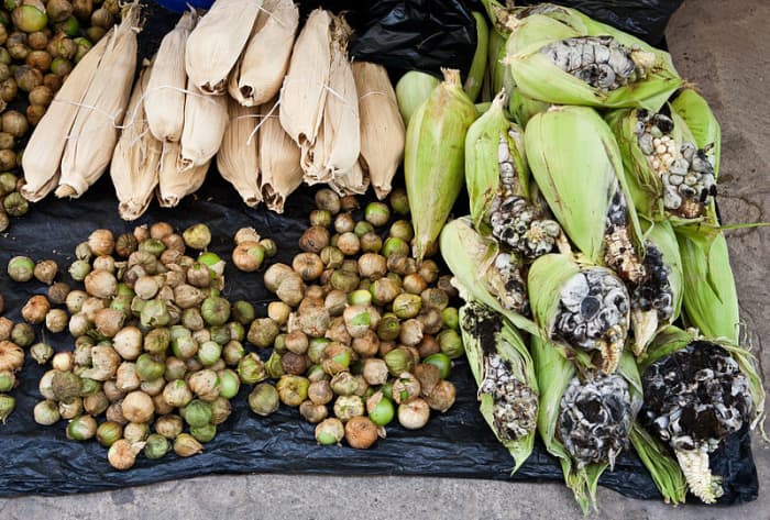 Charbon de maïs frais à vendre dans un marché de rue mexicain. Les galles fraîches peuvent être consommées crues. Ils ont un goût similaire aux champignons qui sont aussi des champignons.