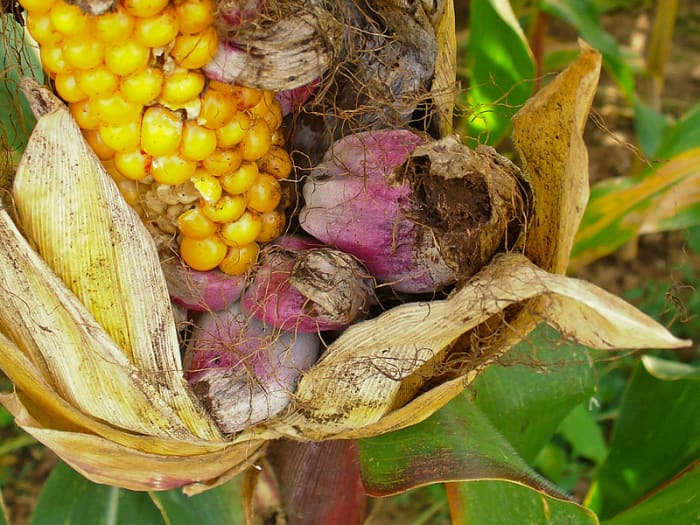 spórákkal töltött Érett kukoricaszem. Az egyik galls teljesen érett és kinyílt, felfedve a fekete spórákat, amelyek vagy a földre esnek, vagy a szélre fújnak, hogy több kukoricanövényt fertőzzenek meg.