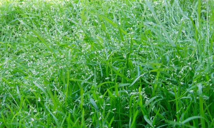 How to Grow Green Grass Successfully - Dengarden