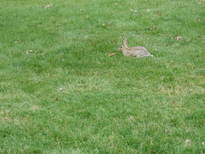 Grass is great to picnic on, play games on, and just lie on (and not just for humans).